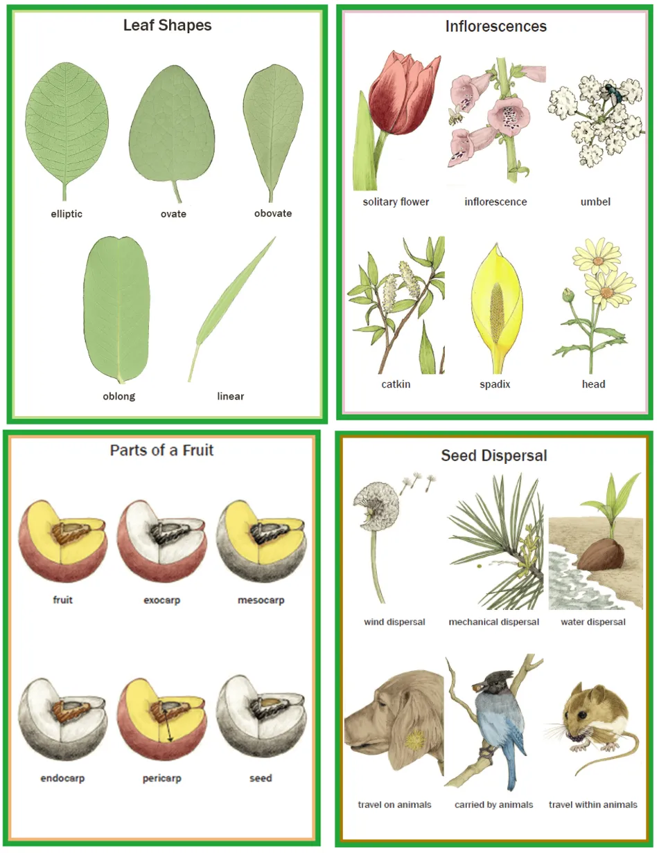 Illustrated Botany for Children - Wall charts only
